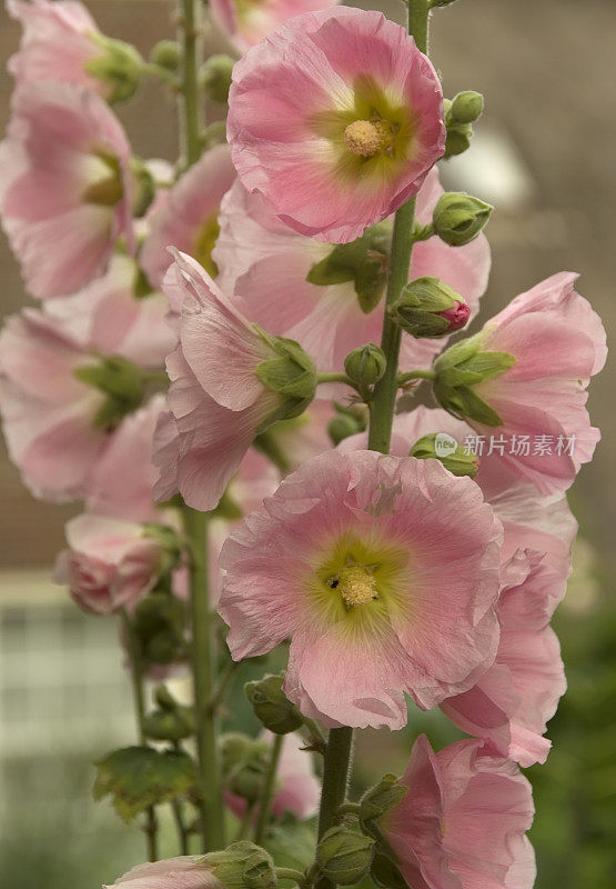 粉色荷利荷克(Alcea rosea)